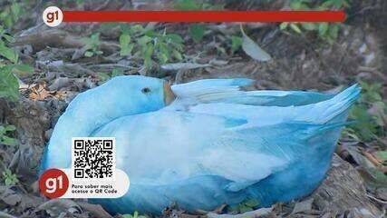 Motociclista de 28 anos morre após colidir em Bauru; Legenda da imagem. Reprodução: Globo