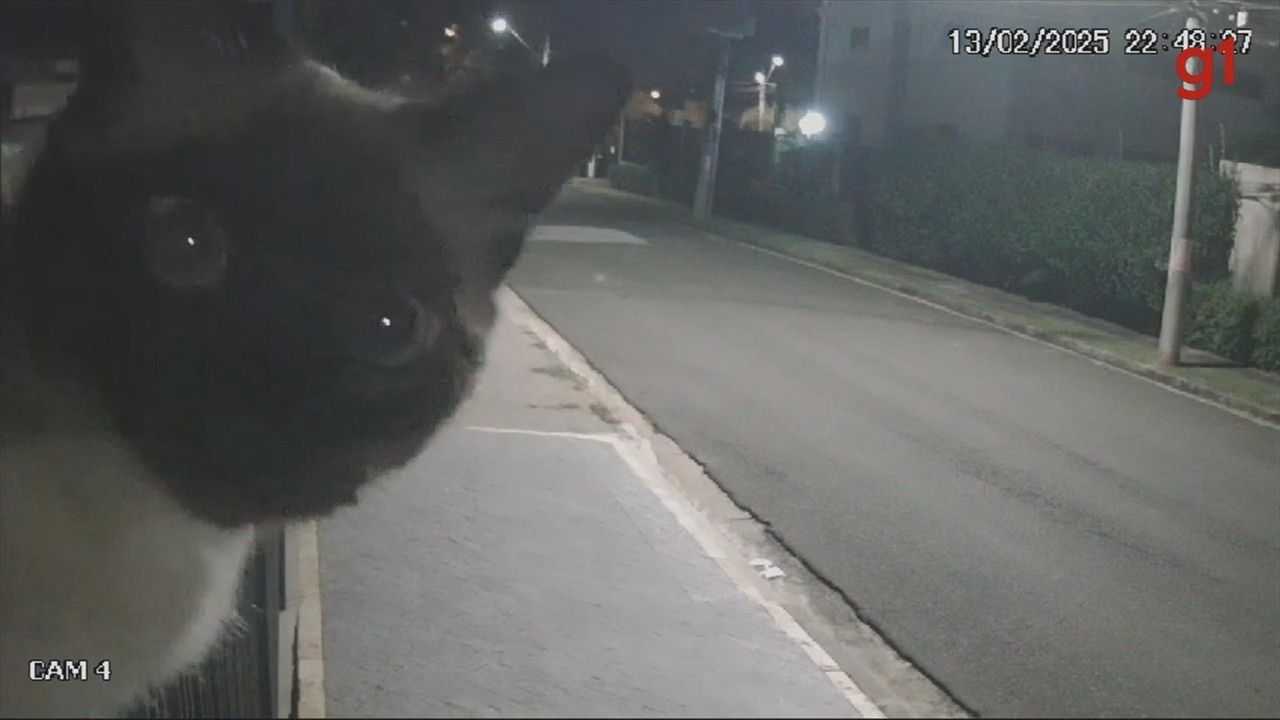 Gato curioso assusta equipe de monitoramento em Sorocaba