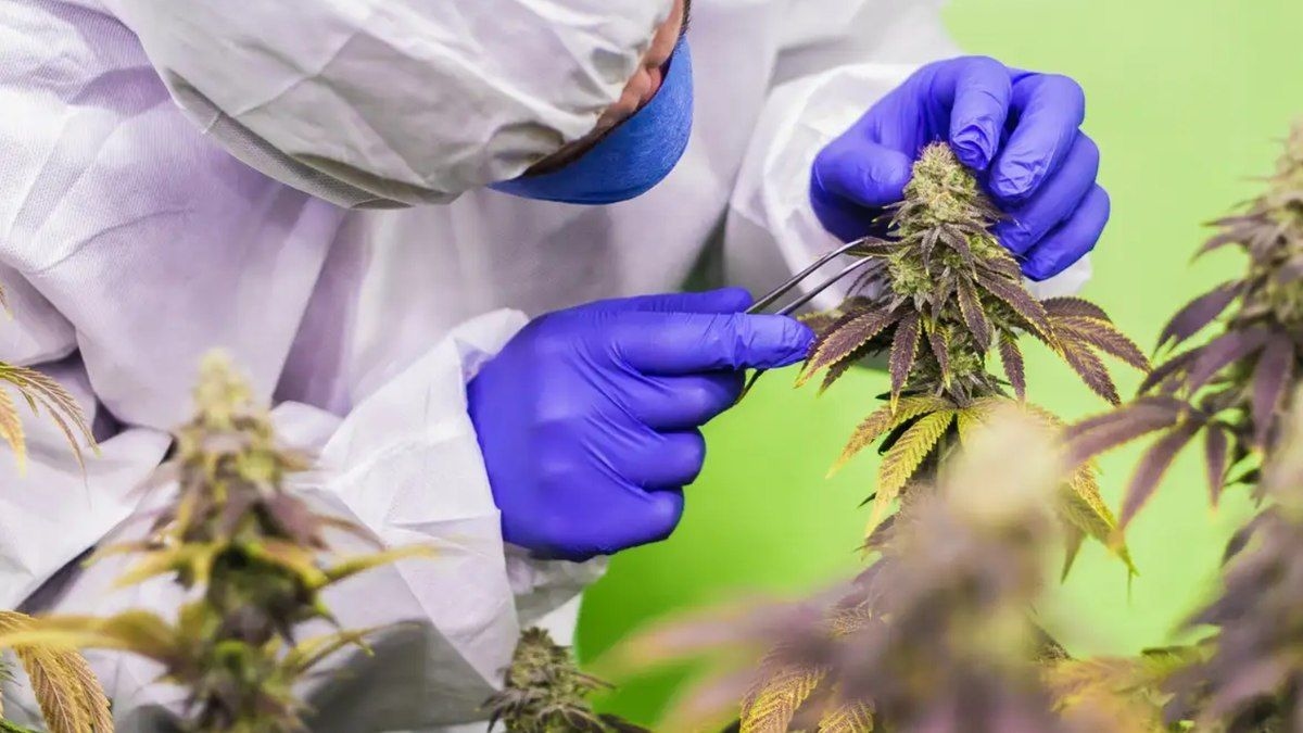 Anvisa Pode Liberar Medicamentos de Cannabis em 2025