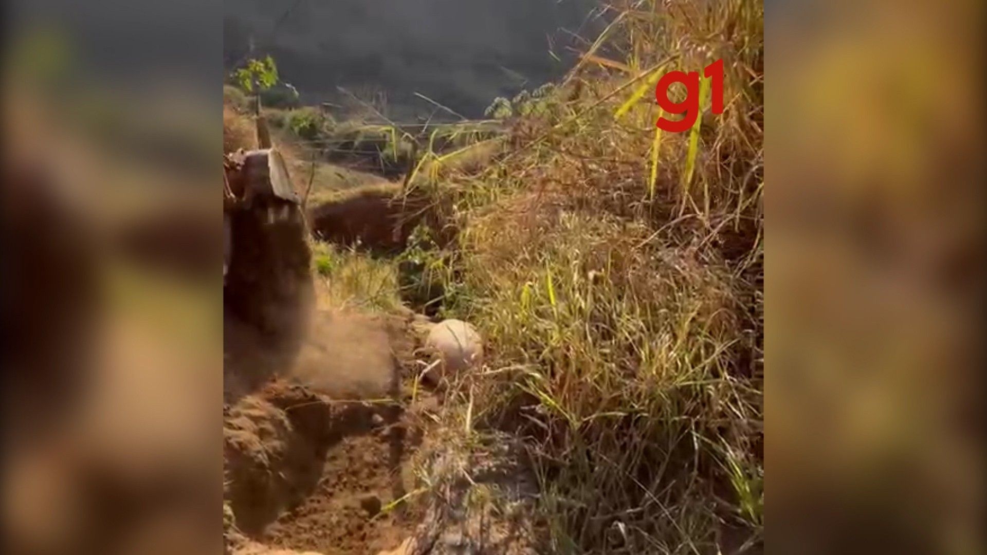 Cavalo mutilado é enterrado em Bananal após perícia e investigações sobre maus-tratos. Reprodução: Globo