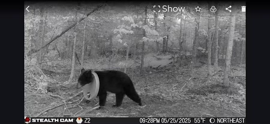 Urso é libertado após dois anos com tampa plástica presa no pescoço em Michigan.; Reprodução: Globo