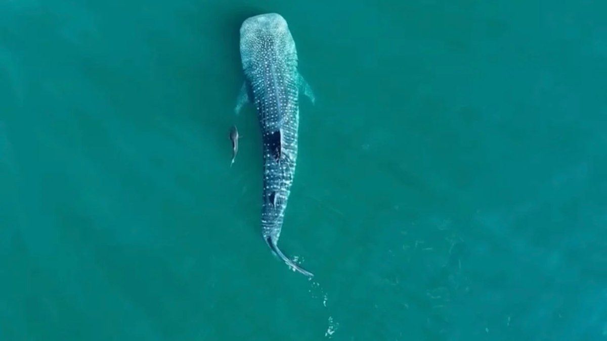 Pequena parte da maior espécie de peixe do mundo passa pela Ilha Bela. Reprodução:  Último Segundo