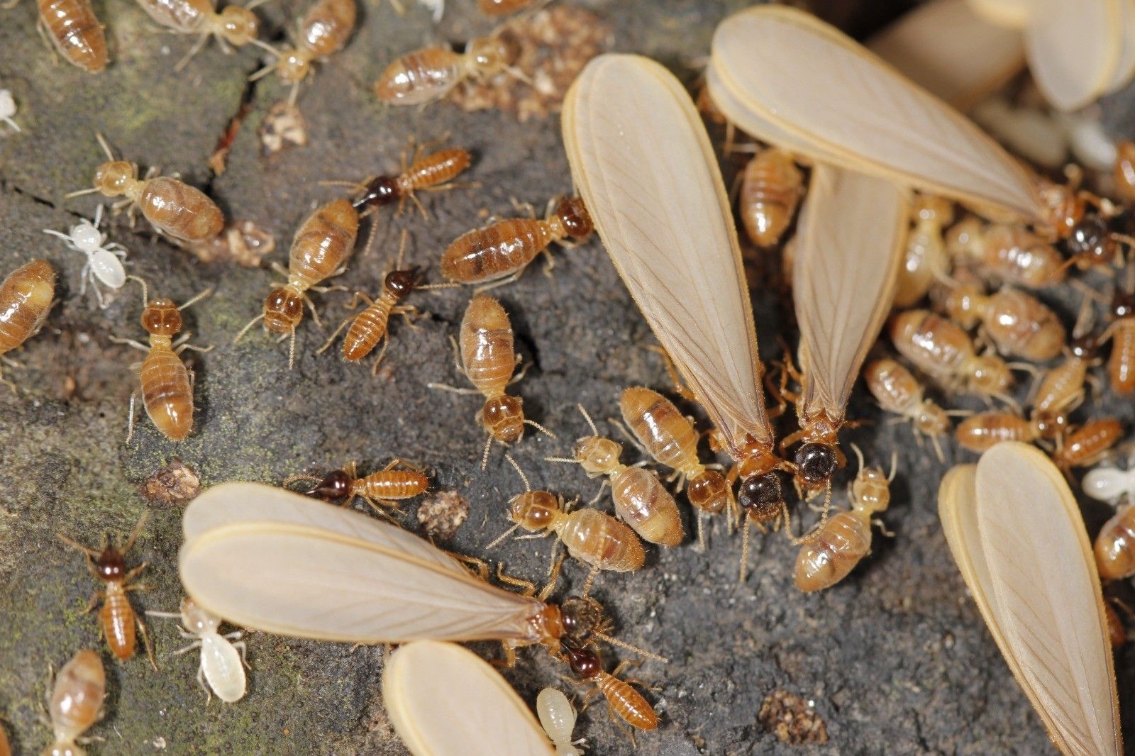 Cupins alados em revoada próxima a residências de Santa Cruz, no Rio. Legenda da imagem. Reprodução: Retorno do item 11