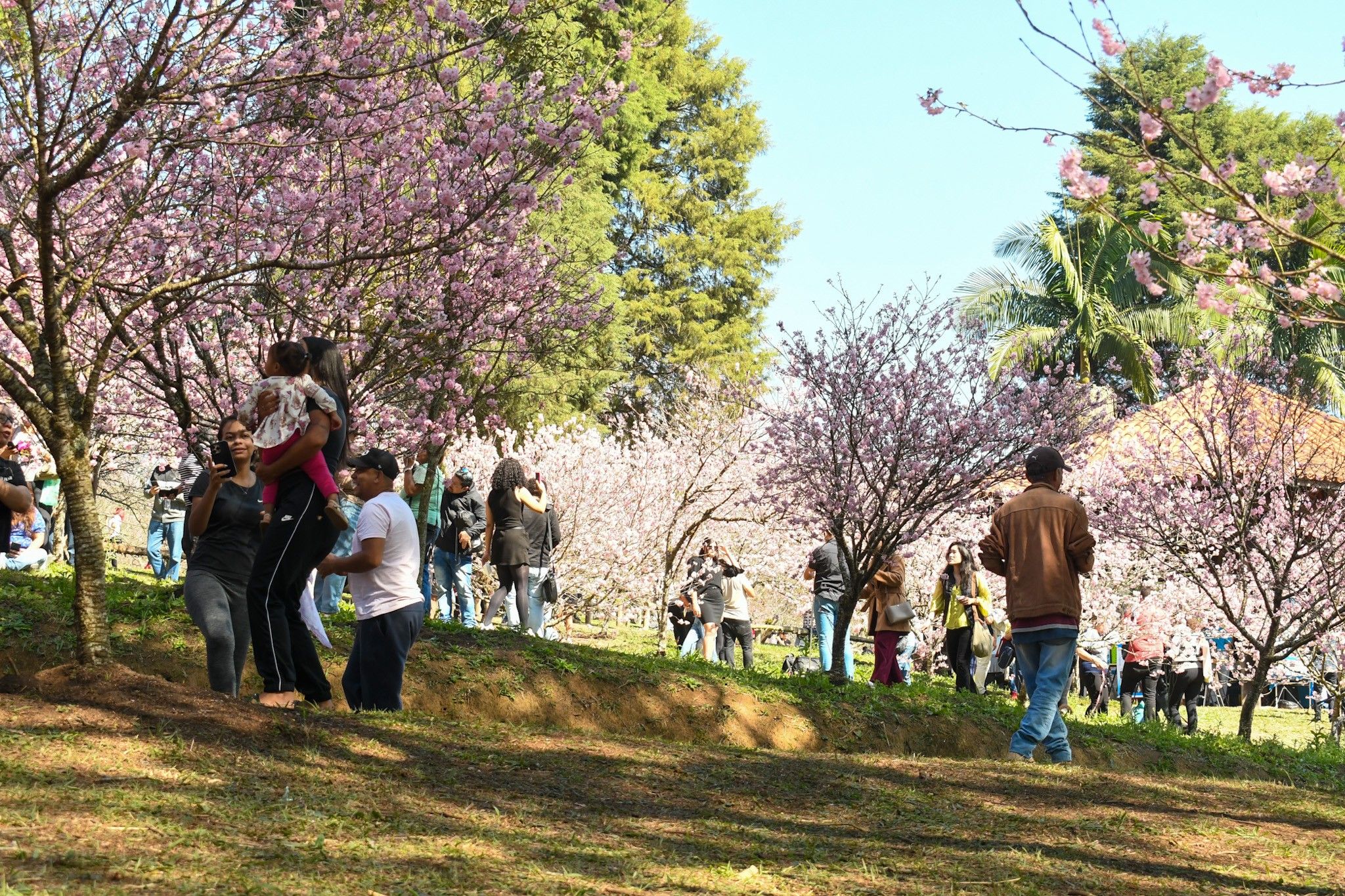 Paulistanos aproveitam o sol na Festa das Cerejeiras no Parque do Carmo; Legenda da imagem. Reprodução: Estadão.