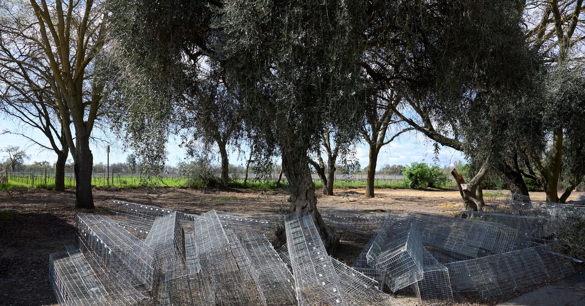 Universidade da Califórnia, fundada em 1906, se transforma em um importante centro de pesquisas agrícolas. Reprodução: Reuters