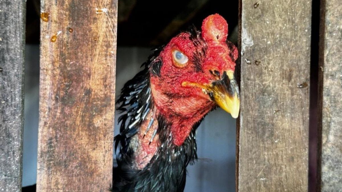 Operação de resgate de animais após denúncia de maus-tratos em residência.; Reprodução: iG