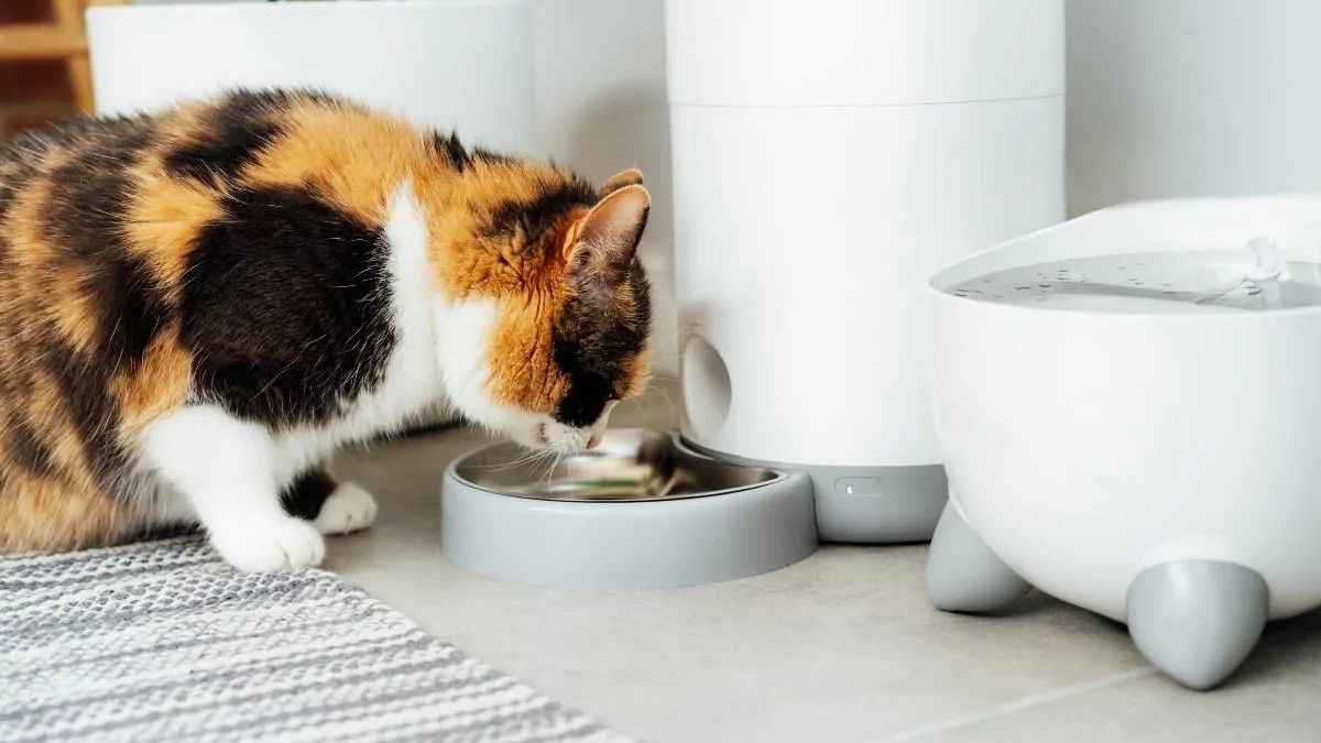 Animais em exposição mostram diferenças no consumo de alimentos conforme a idade. Reprodução: Globo