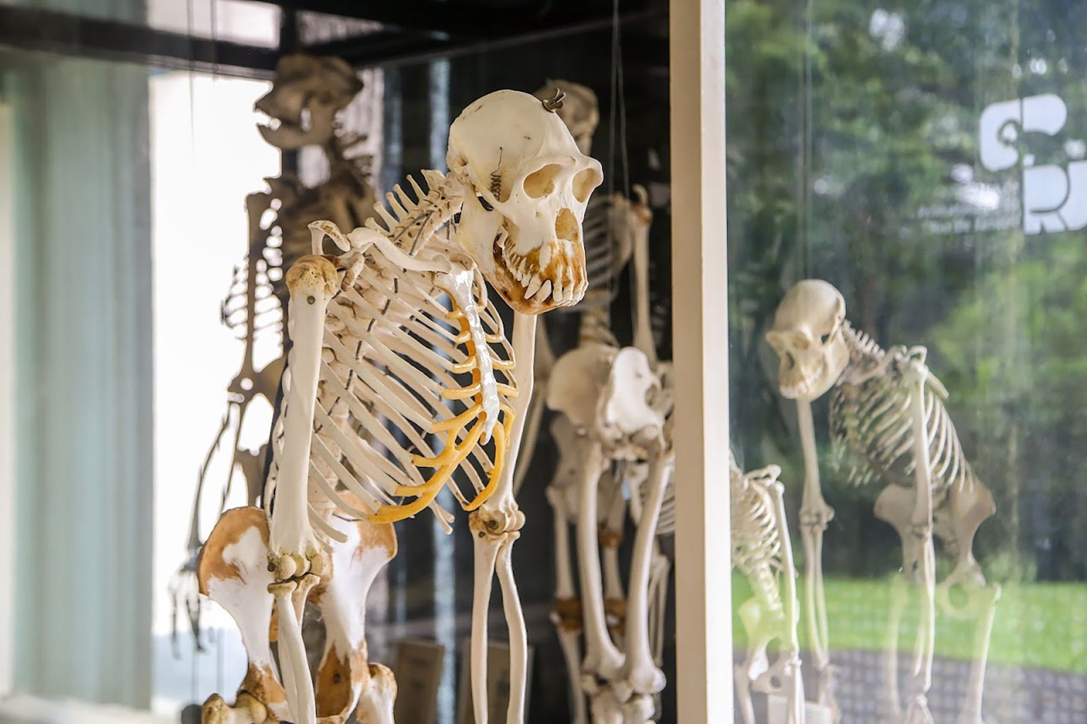 Esqueleto do famoso chimpanzé Tião, ícone carioca, está preservado no Centro de Primatologia do Rio. Reprodução: Globo