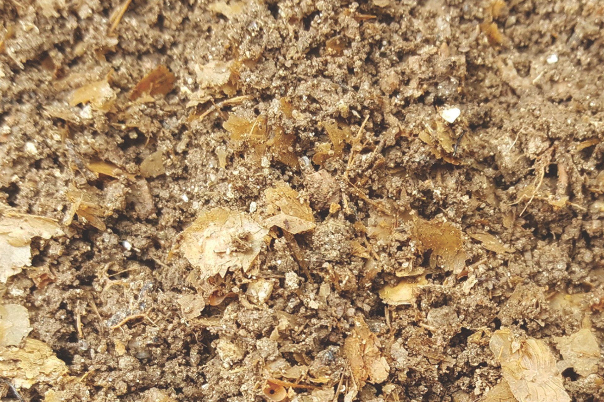 Restos de peixe romano revelam os desafios na identificação de espécies utilizadas em condimentos antigos. Reprodução: Gizmodo