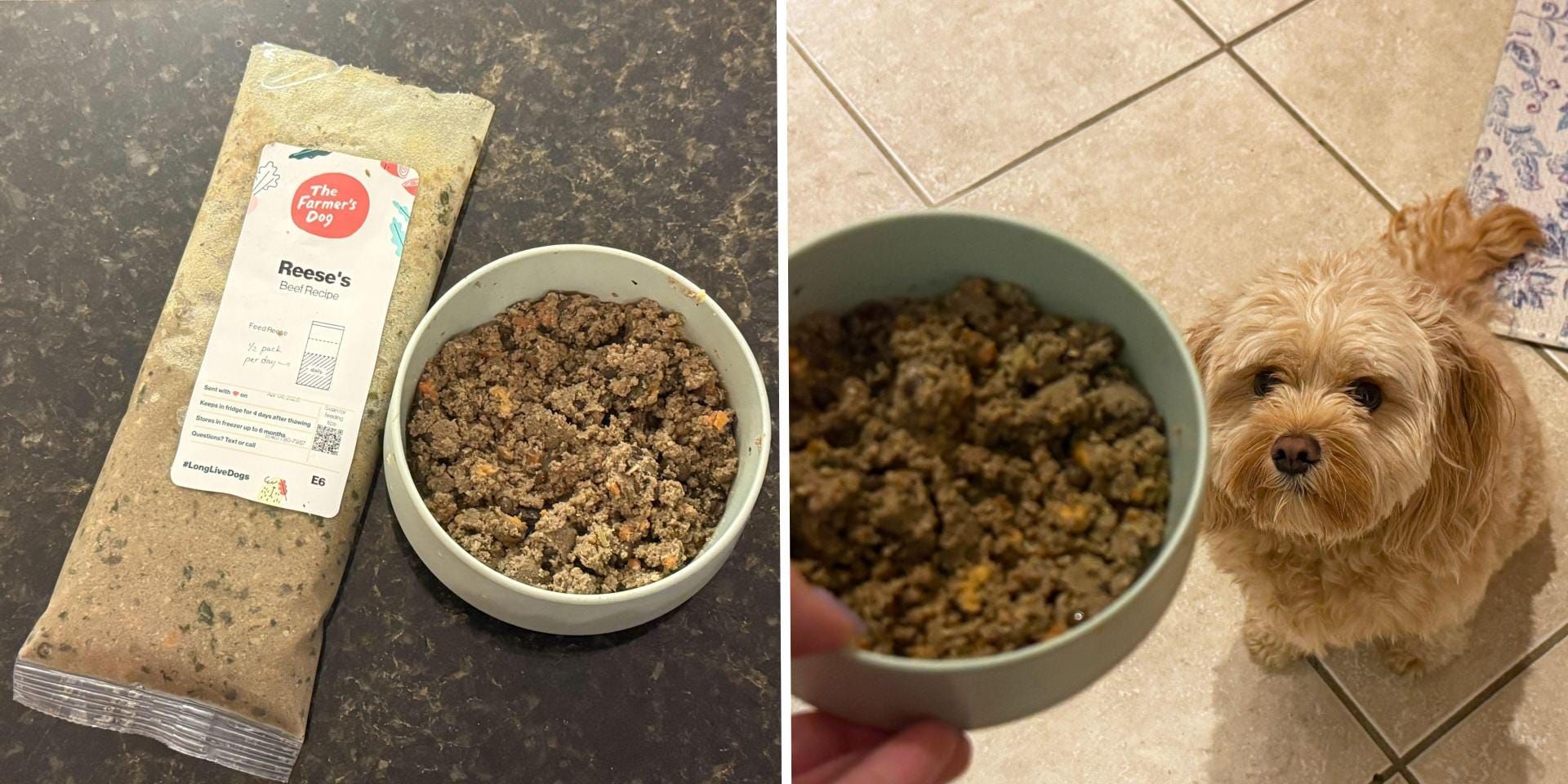 Cachorros desfrutam das refeições saudáveis da The Farmer's Dog.; Legenda da imagem. Reprodução: Business Insider