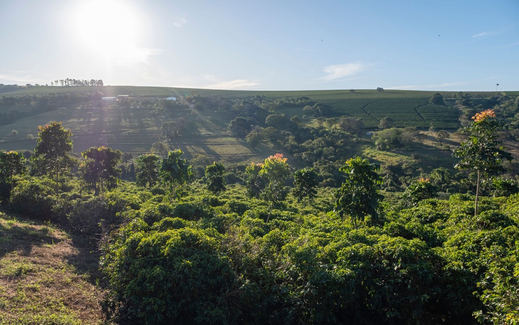 Café cultivado com agricultura regenerativa diante das mudanças climáticas.. Reprodução: G1