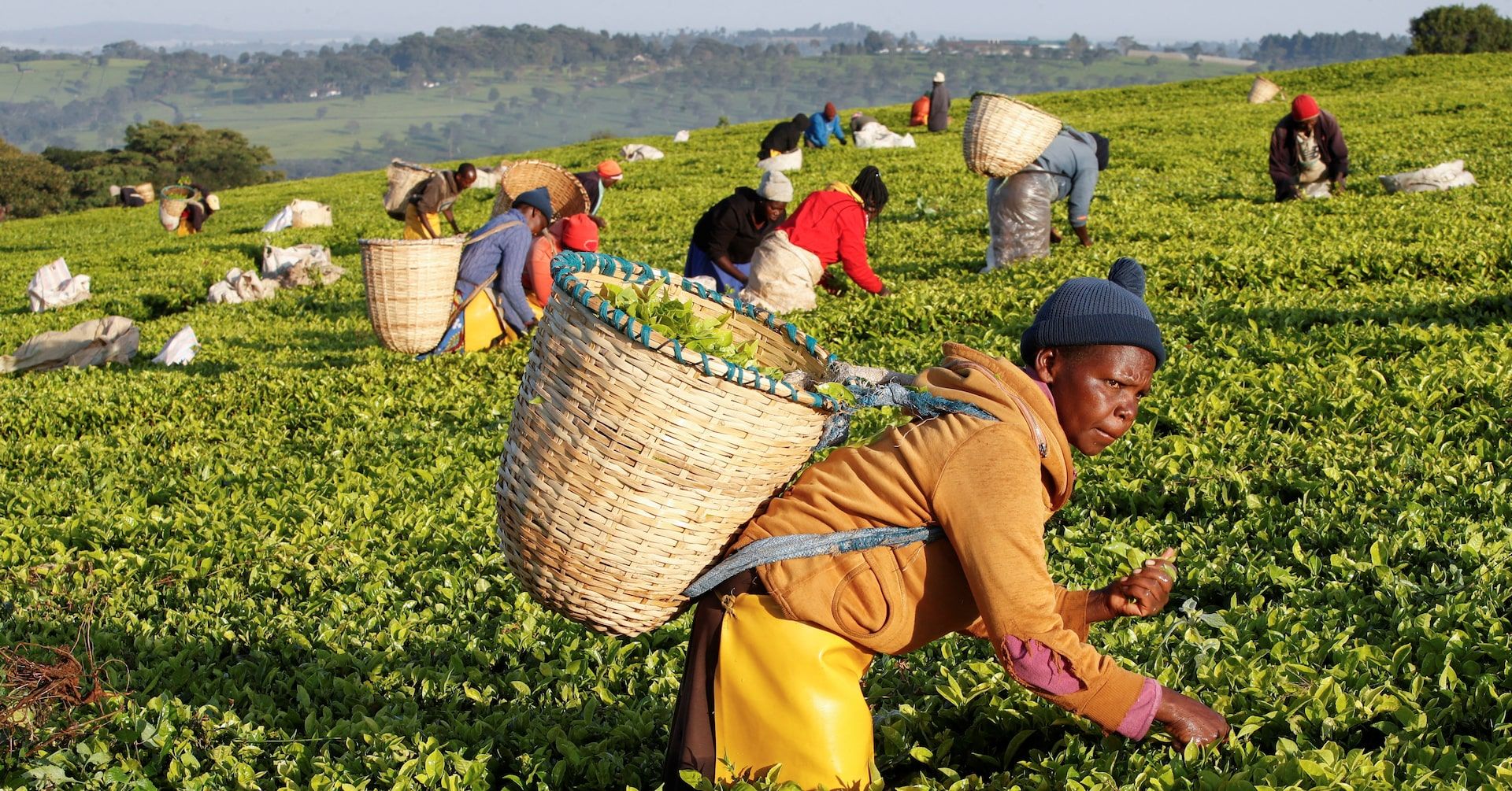 Conflito entre plantação de chá britânica e comunidade local esquenta no Quênia. Reprodução: Reuters