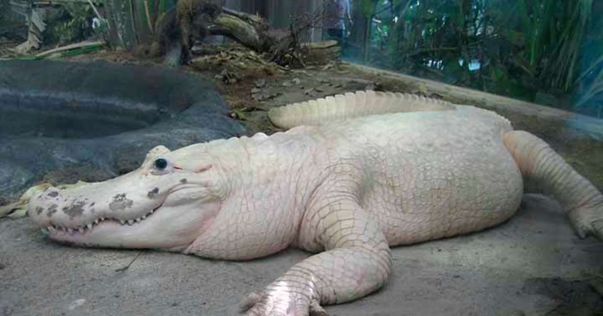 Jacaré Branco Sublinha Importância da Conservação