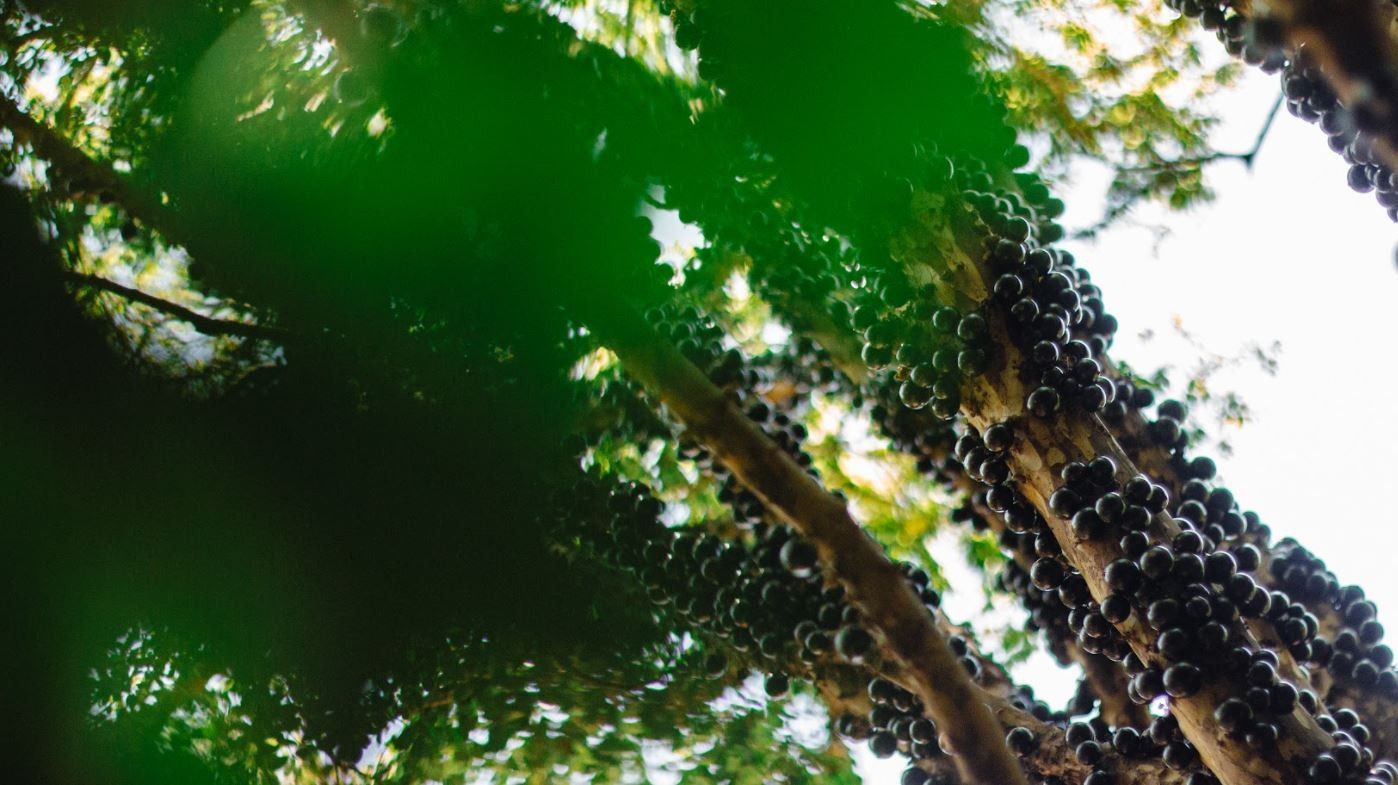 Ranking das 100 Melhores Frutas Inclui Jabuticaba Brasileira