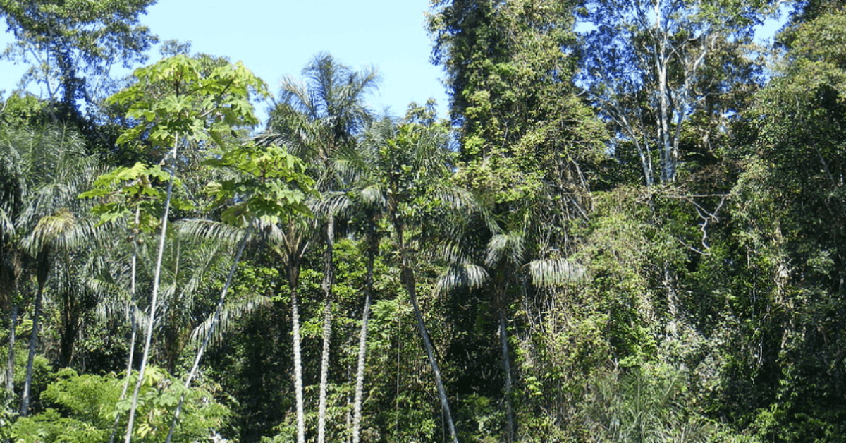 Descubra a Amazônia: Segunda Maior Floresta do Mundo