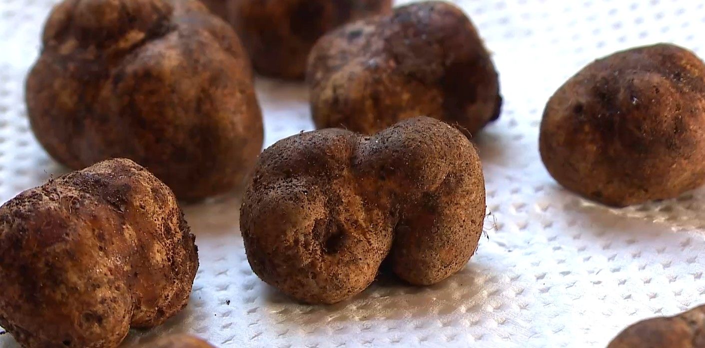 Trufas de até R$ 10 mil o quilo ganham destaque no RS. Reprodução: G1