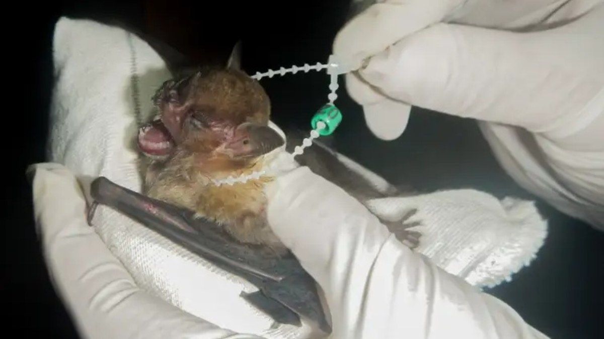 Região registra 37 espécies de fauna, representando quase 20% do total conhecido no Brasil. Reprodução: ig.com.br