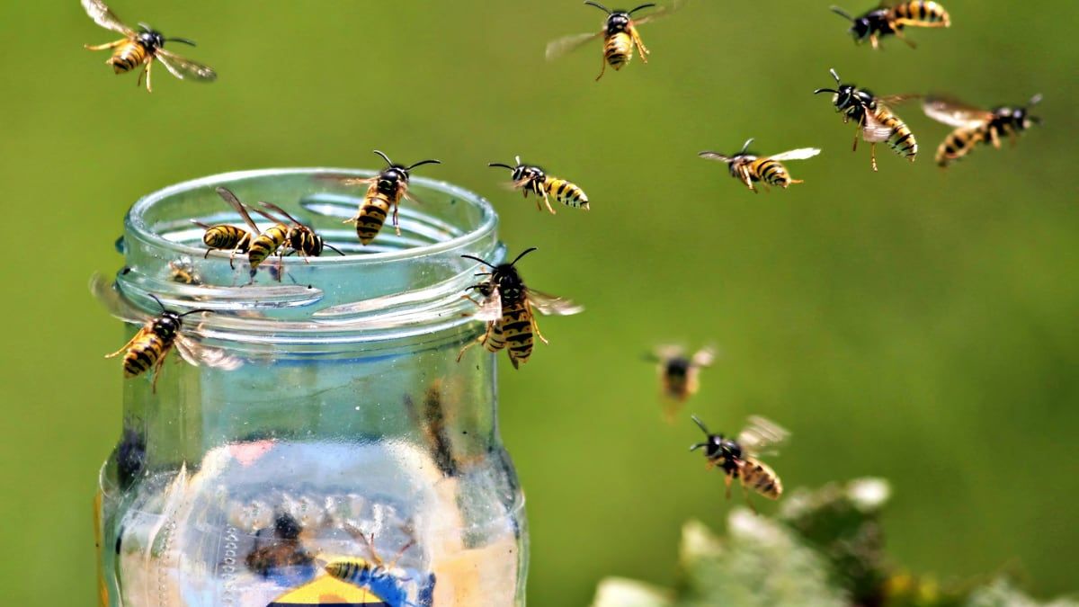 Trampas inovadoras prometem afastar as avispas durante o verão. Reprodução: El País