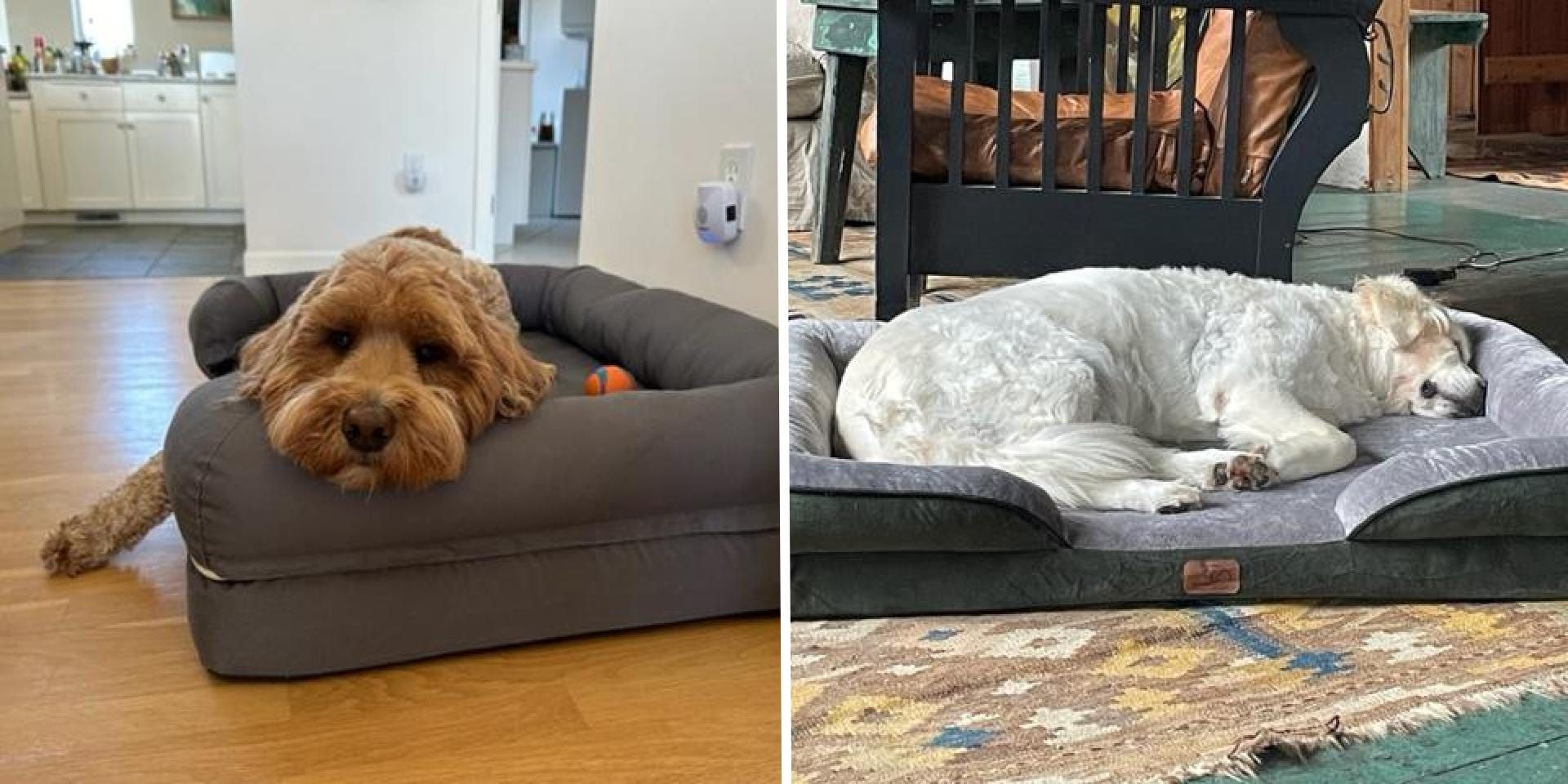 Testes revelaram as melhores camas ortopédicas para cães, com foco no conforto e apoio. Reprodução: Business Insider