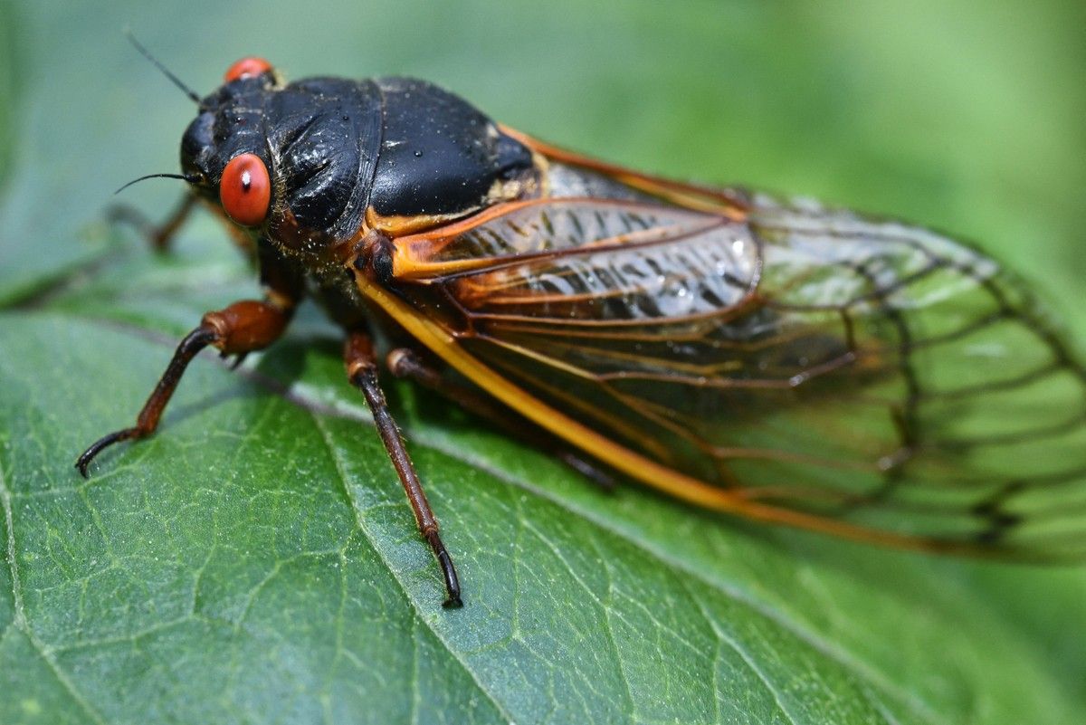Cientistas estudam o ciclo de vida das cigarras e sua relação com números primos. Reprodução: Globo