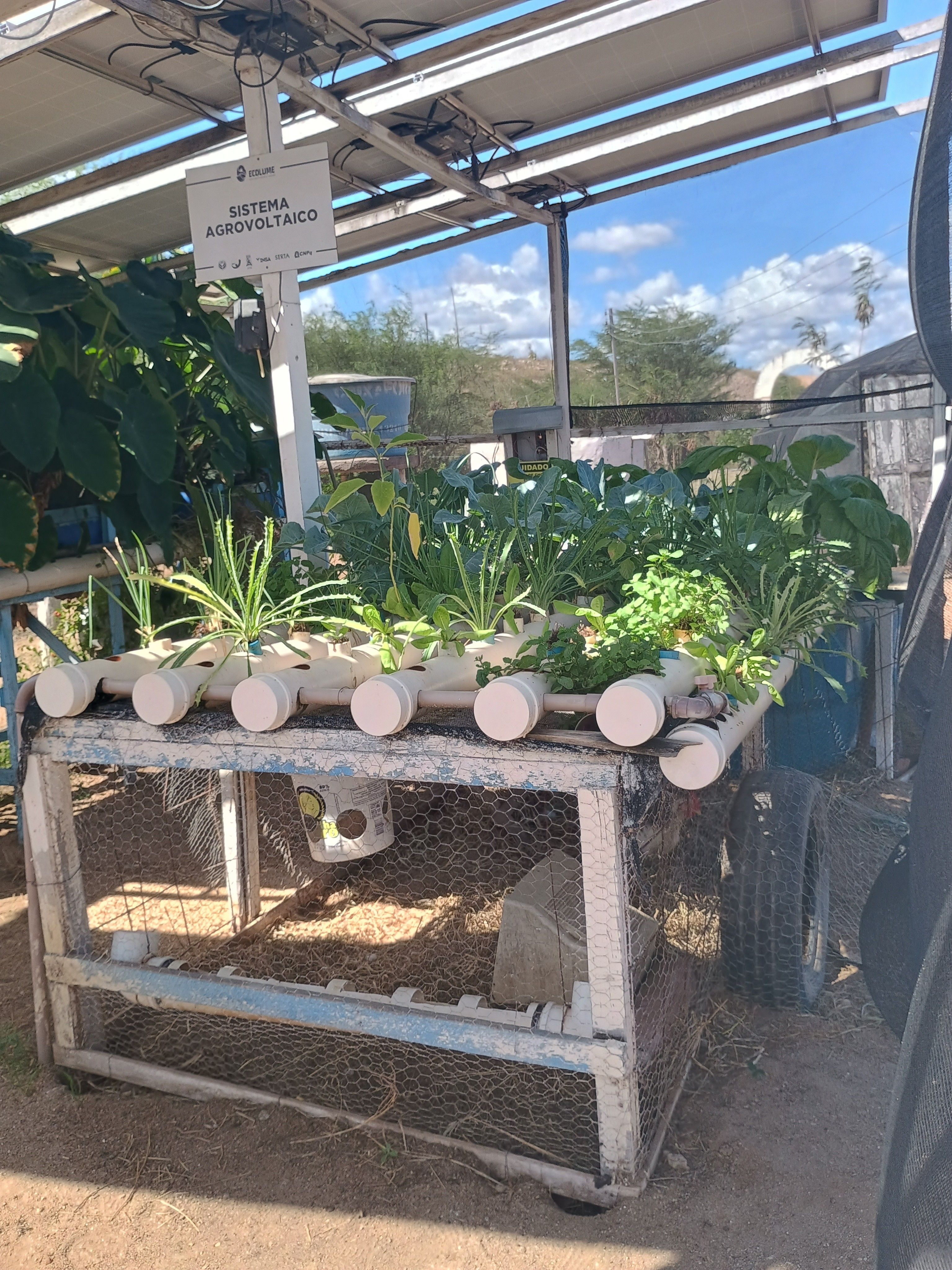 Legenda da imagem. Japão lidera as fazendas agrivoltaicas, com mais de 2 mil instalações; Brasil ainda engatinha no setor. Reprodução: Retorno do item 11