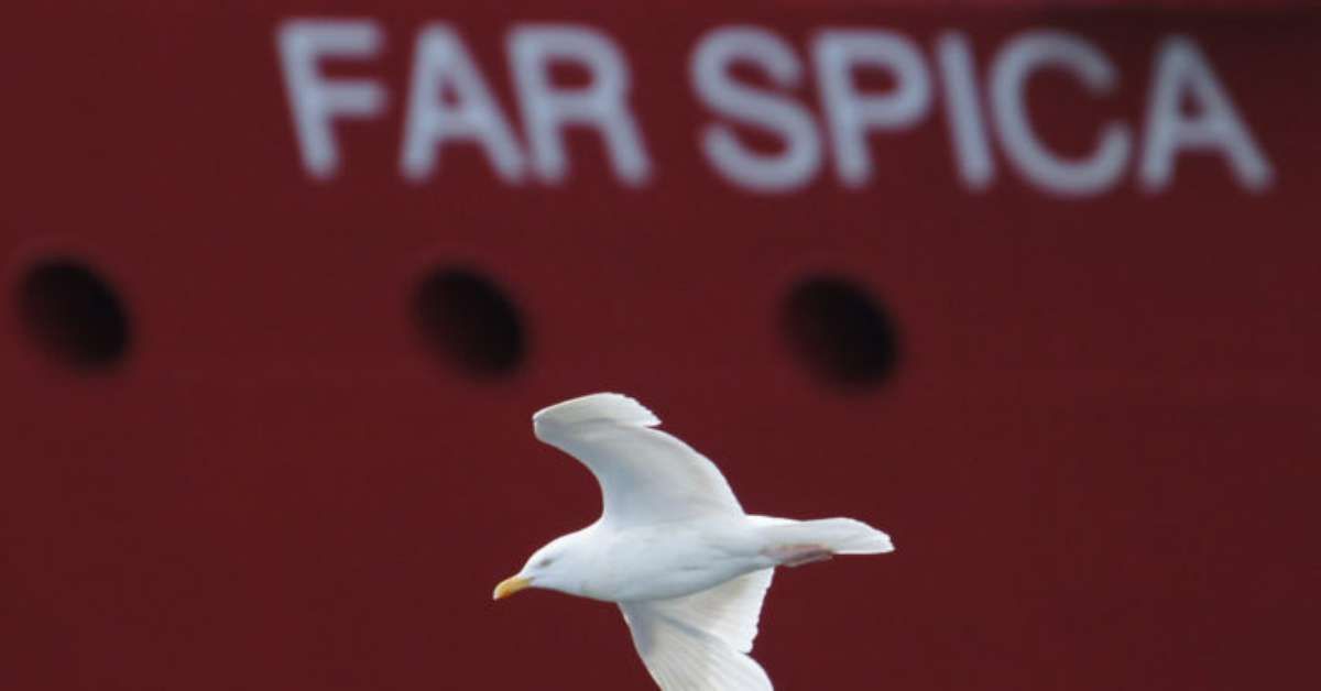 Gaivota Rouba Salgadinho em Supermercado do Reino Unido