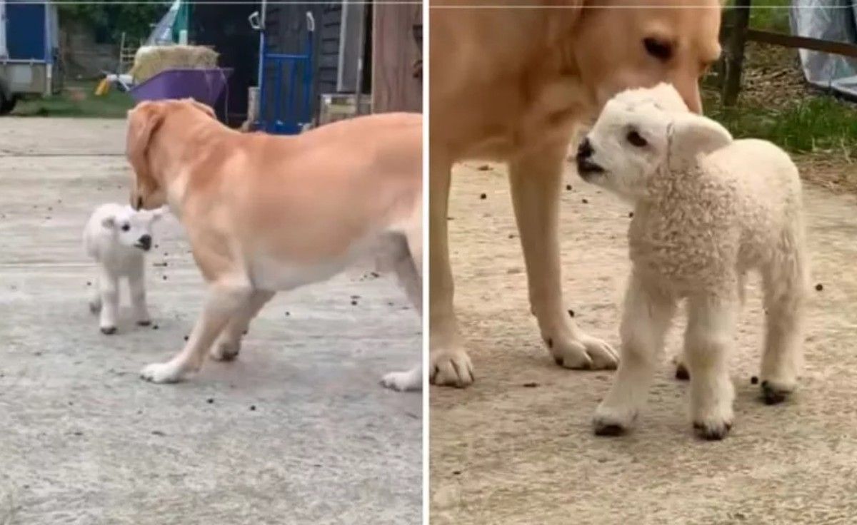 Cordeiro rejeitado é adotado por labrador na Áustria