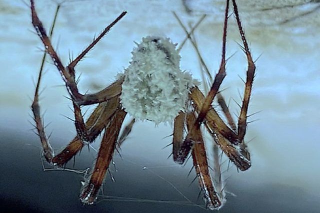 Descoberta nova aranha controlada por fungo zumbi