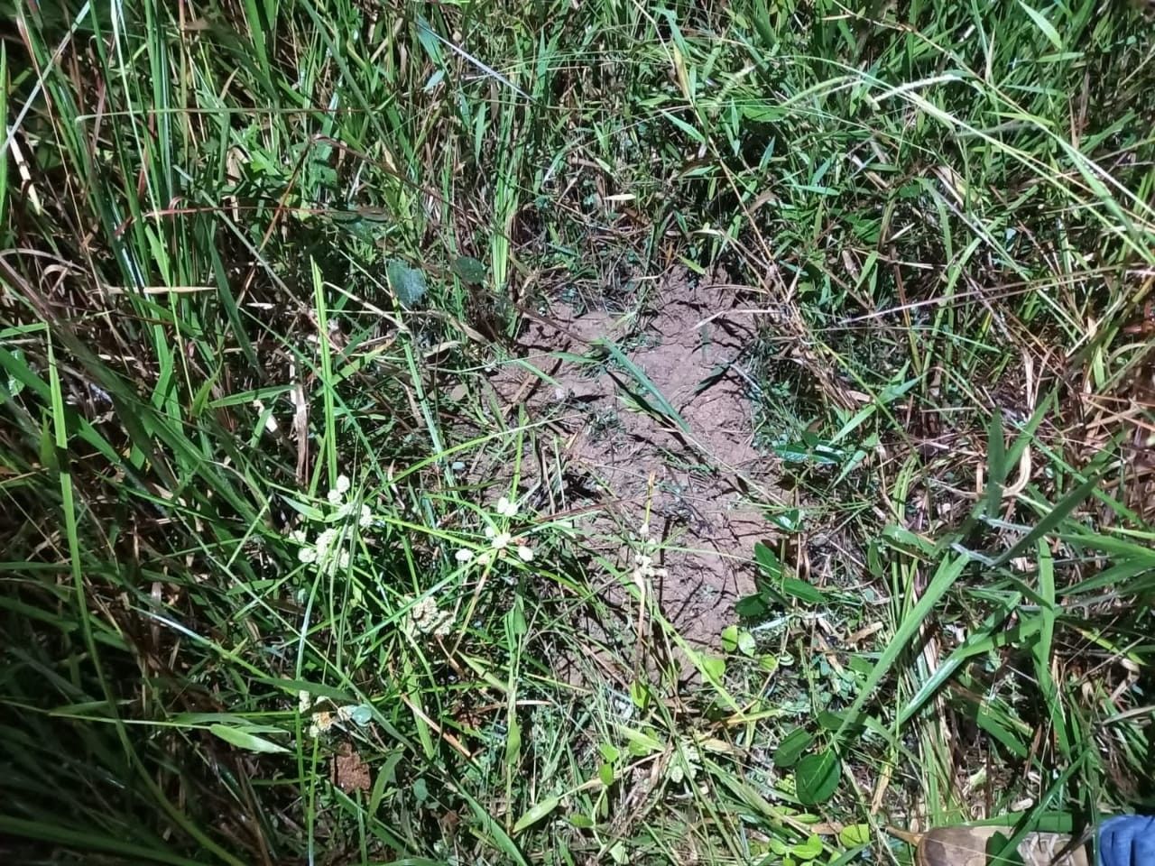 Pai condenado a 21 anos por matar e enterrar bebê. Reprodução: G1