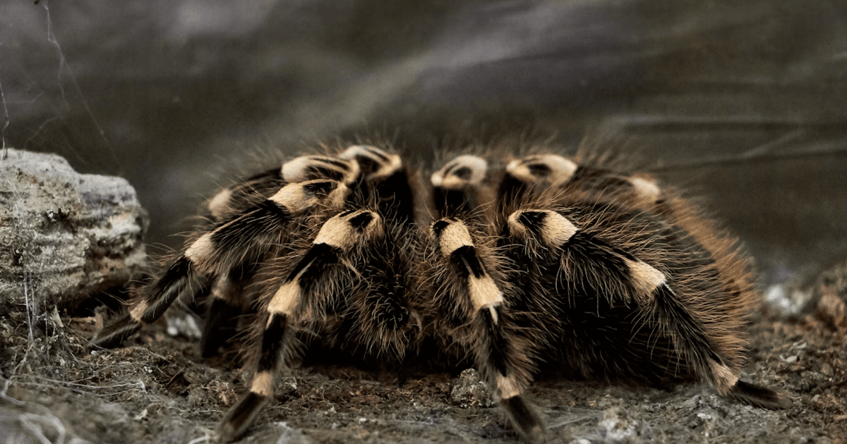 Piloto sofre picada de aranha durante voo para Madri
