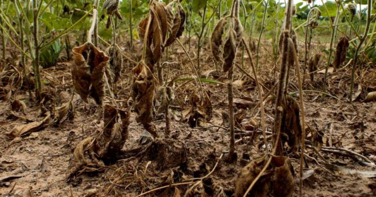 Estiagem no Rio Grande do Sul afeta 37 municípios