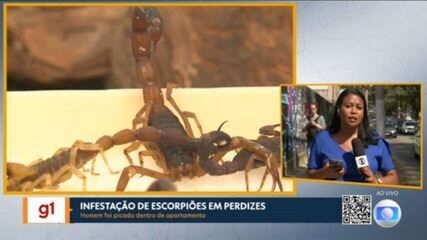 Chef é picado por escorpião em apartamento em Perdizes, levantando alerta sobre infestação na região. Reprodução: Globo