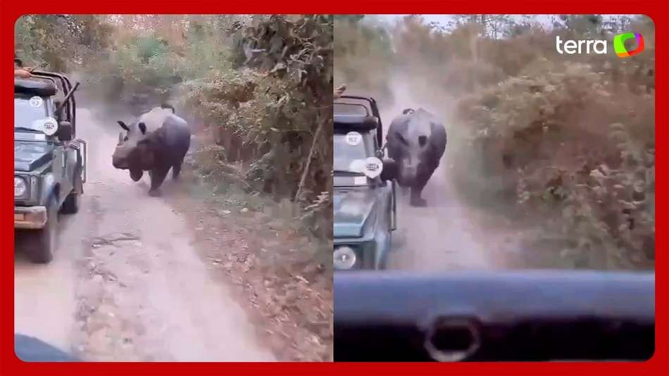 Rinoceronte Aterroriza Turistas em Parque Nacional da Índia