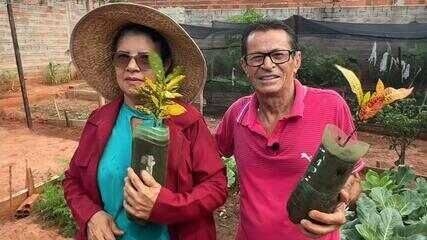 Casal de Glicério realiza trabalho de arborização há 7 anos, envolvendo até o neto na paixão por plantas. Reprodução: TV TEM