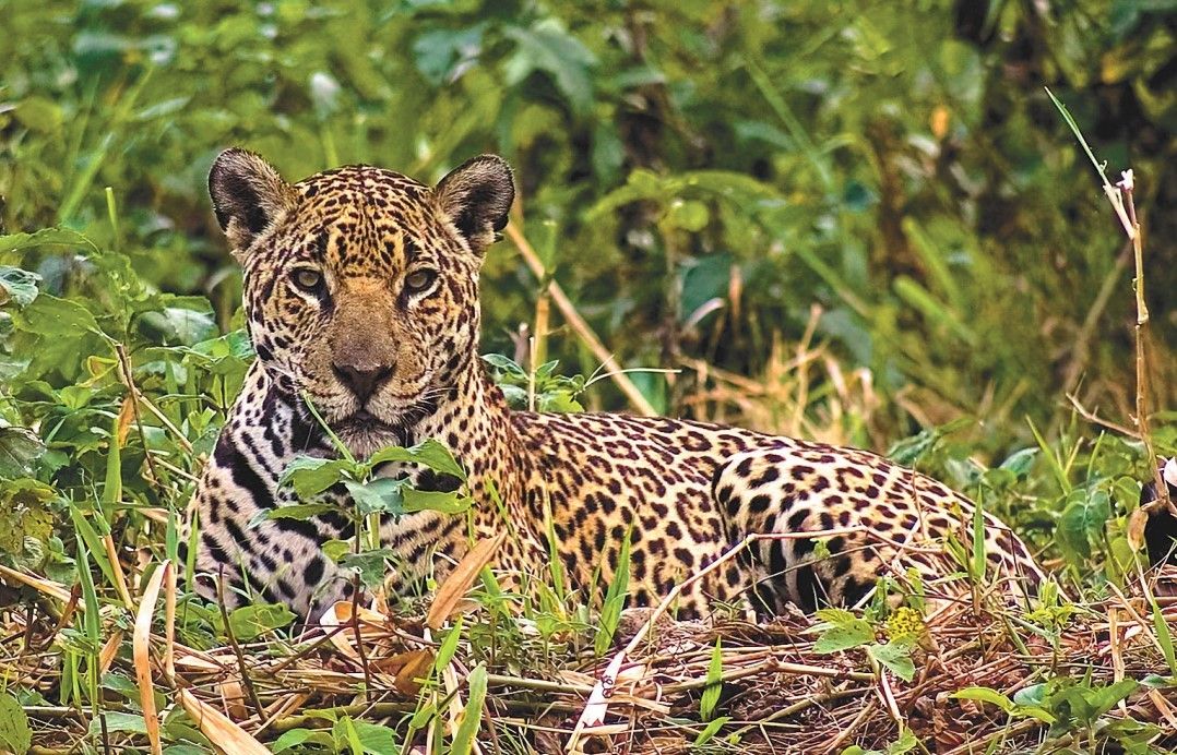 O Brasil possui avanços em biodiversidade, mas enfrenta desafios em investimento e políticas públicas. Reprodução: Globo
