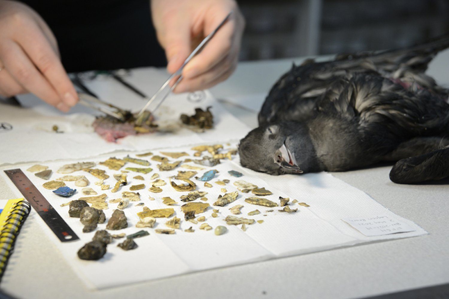 Filhote de passarinho encontrado com 778 peças de plástico no estômago. Reprodução: Gizmodo