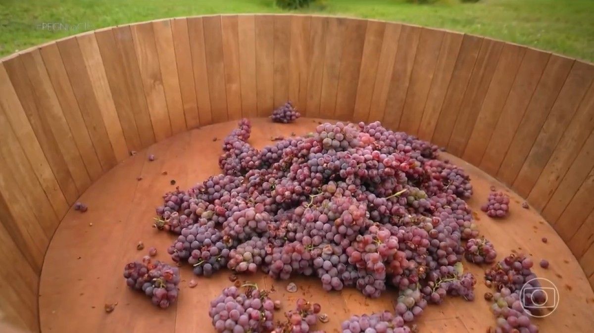 [Turistas participam da pisa da uva ao som de samba]. Reprodução: G1