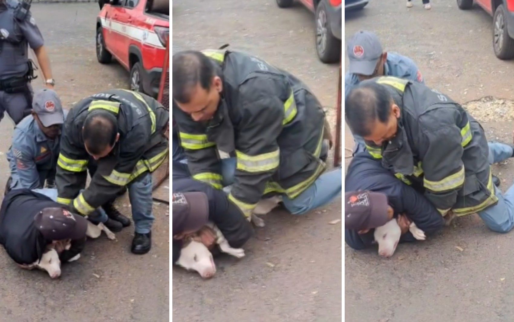 Três pessoas contêm ataque de pitbull a idoso e cachorro em Taquaritinga, SP. Reprodução: G1