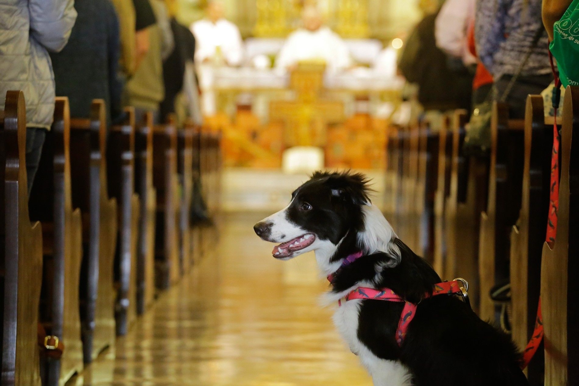Cachorrinha acompanha missa ao lado do tutor no Santuário de Aparecida. Reprodução: Retorno do item 11