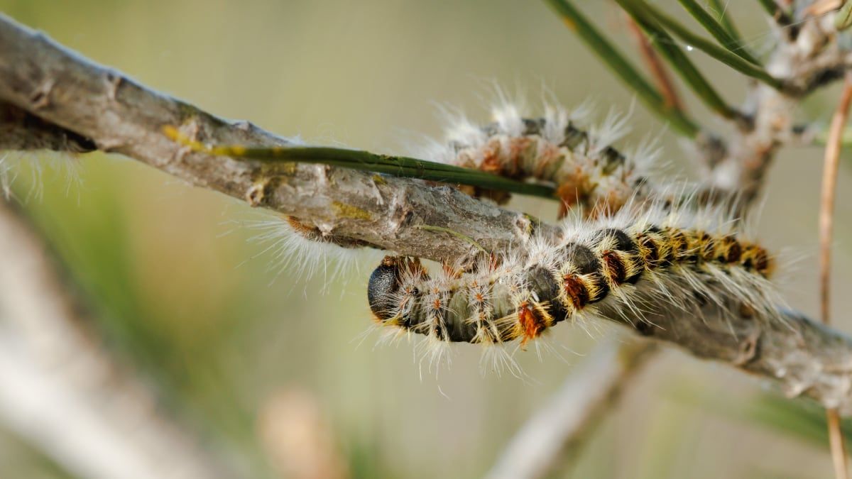 Trampa adesiva para proteger árvores de orugas e hormigas é solução eficaz e econômica. Reprodução: EL PAÍS Escaparate