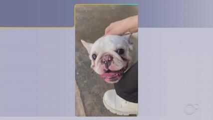 Prefeitura resgata cachorro maltratado por homem acusado de violência doméstica em São José do Rio Preto. Reprodução: Globo