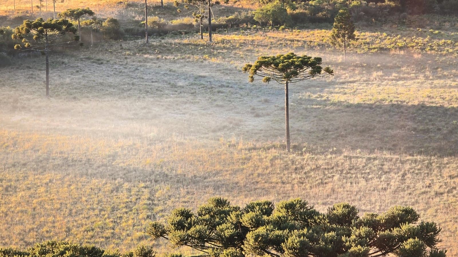 A previsão do tempo traz variações climáticas de geadas no Sul e seca crítica no Centro-Oeste. Legenda da imagem. Reprodução: Globo