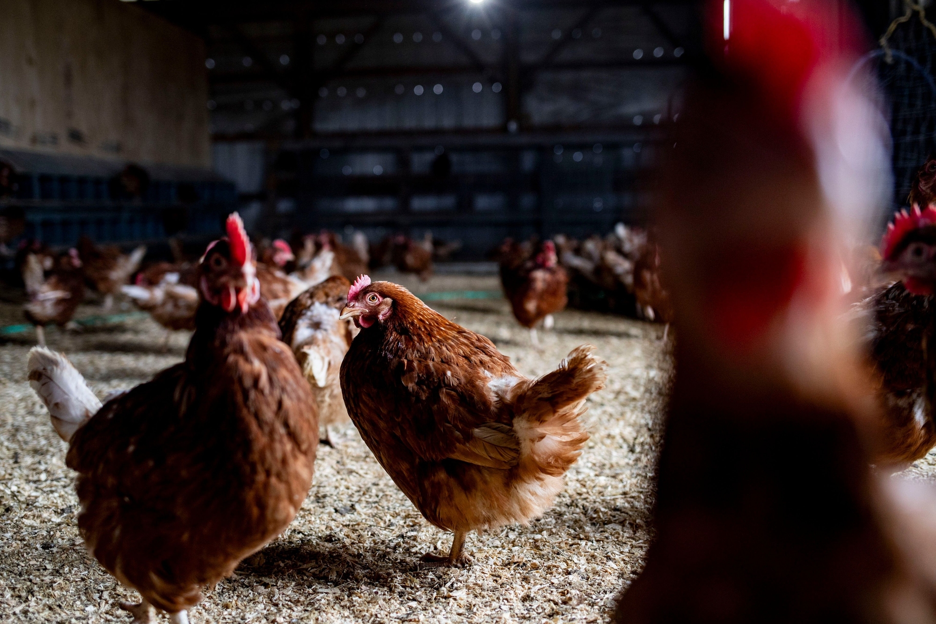 Ministério da Agricultura anuncia suspensão das exportações de frango do Brasil por conta de gripe aviária. Reprodução: Globo