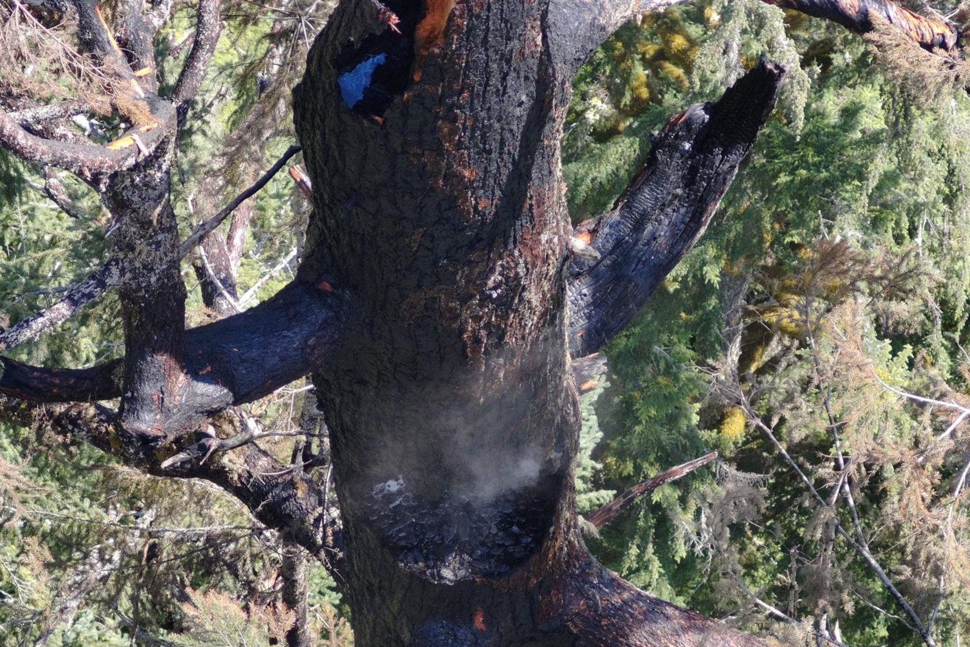 Caminhões de bombeiros combatem incêndio na histórica árvore Doerner Fir.; Reprodução: Gizmodo