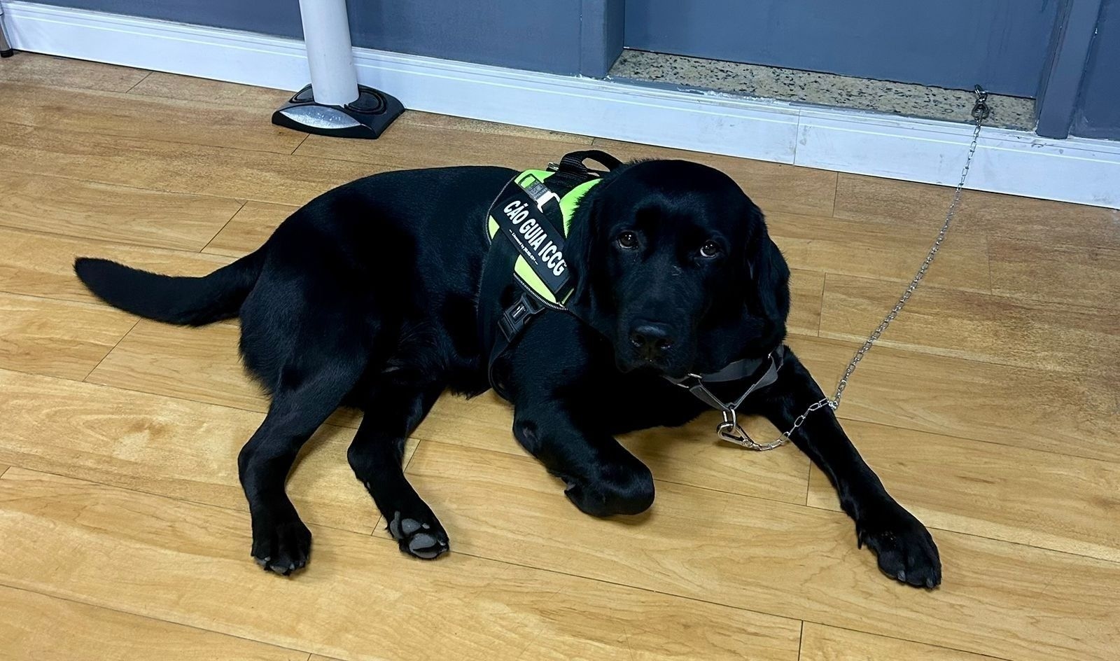 Instituto Carioca de Cão Guia busca recursos para manter suas atividades essenciais.; Reprodução: Globo