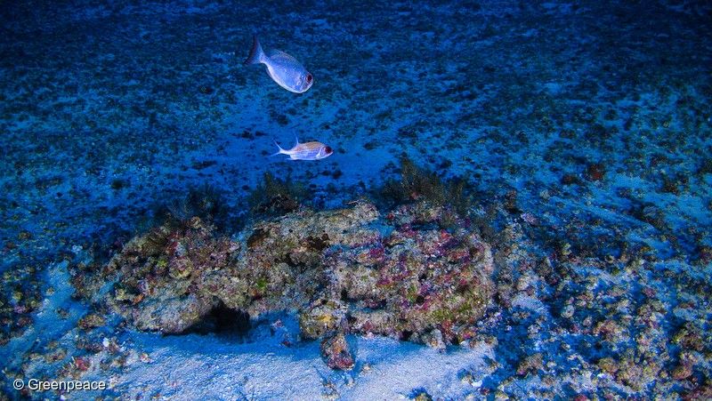 Estudo alerta sobre a ameaça crítica aos recifes de corais devido ao aquecimento global. Legenda da imagem. Reprodução: Globo