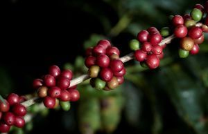 Carnes e café lideram crescimento da agropecuária paulista em 2025 - Foto: Infomoney