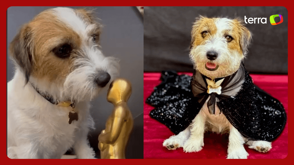 Cachorrinha Suri brilha no Oscar com elegância