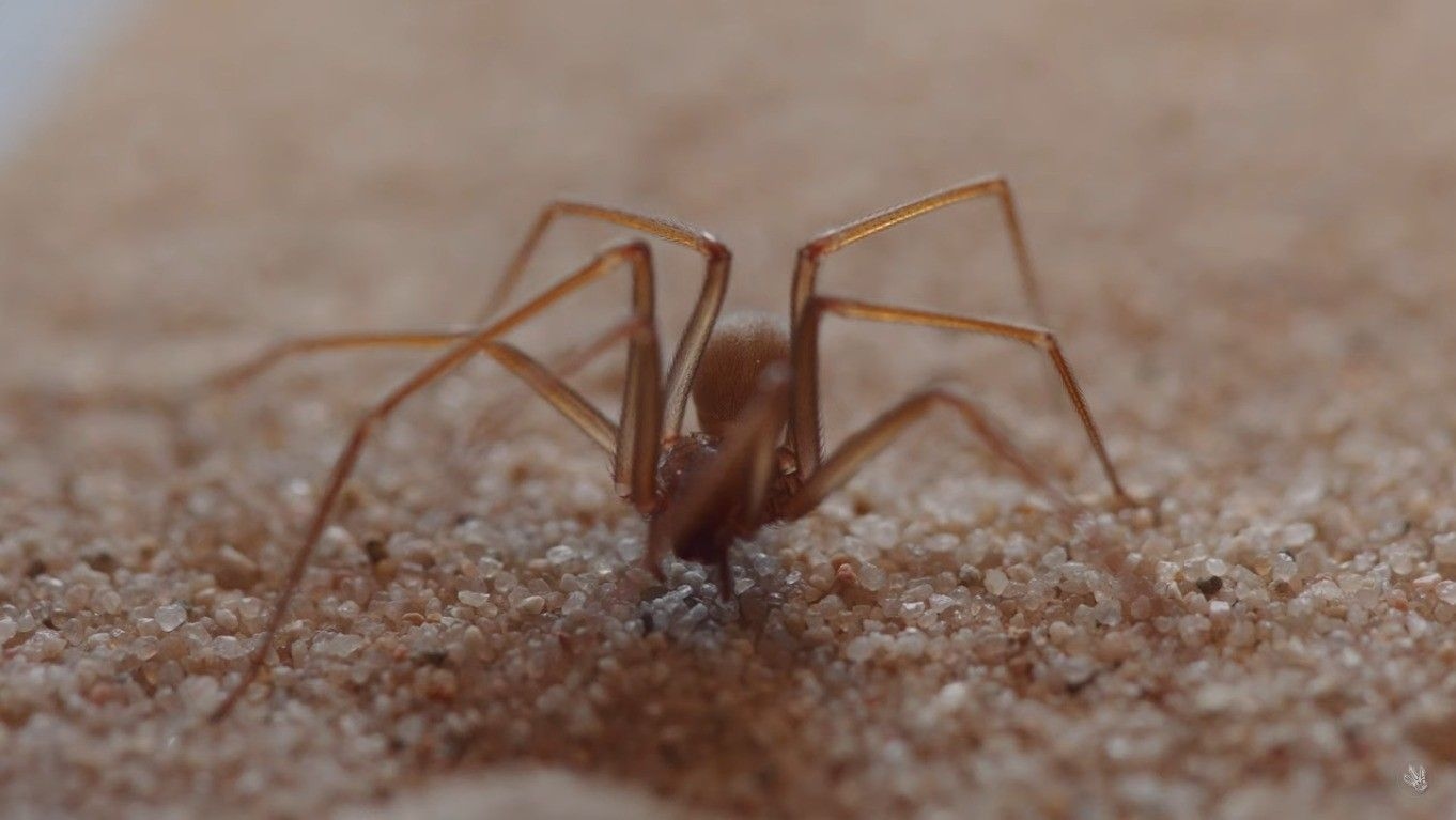 Jovem de 23 anos morre após picada de aranha-violinista no sul da Itália. Reprodução: Globo