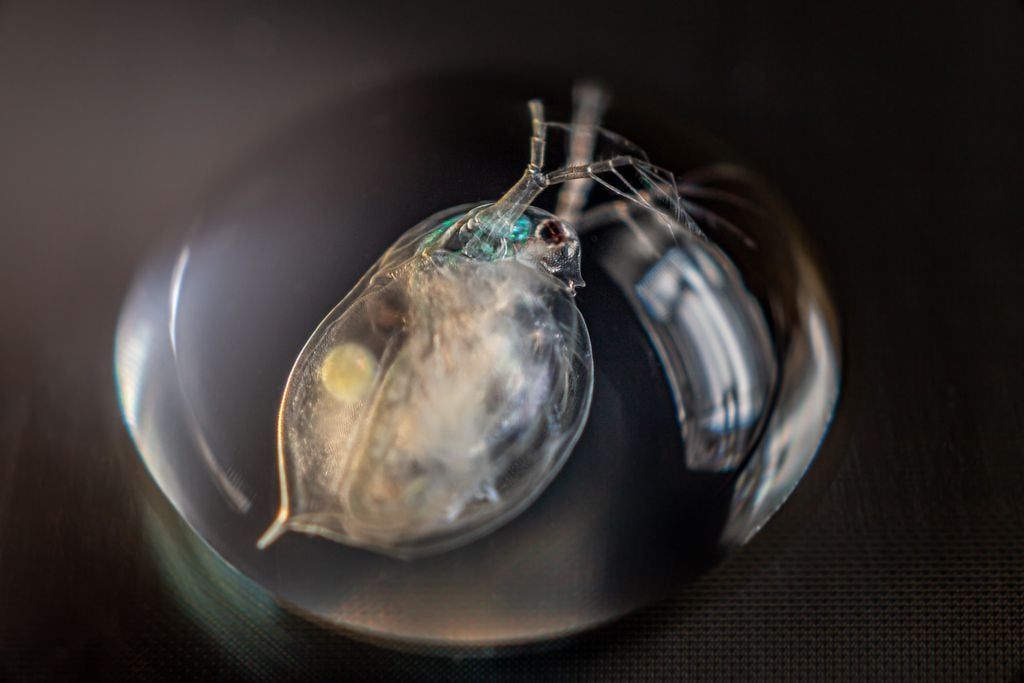 Partenogênese: Animais que se reproduzem sem machos